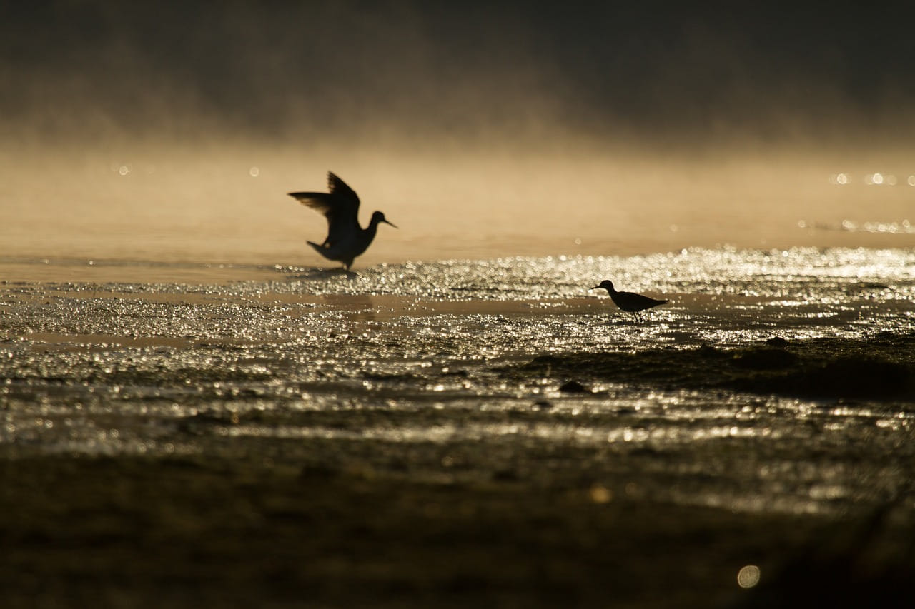 Tanah Ini Bergerak Seperti Gelombang Air! TIDAK MASUK AKAL!